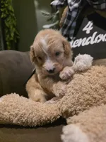 Black collar , a male Miniature Goldendoodle for sale in Bristol, TN – 8 of 10