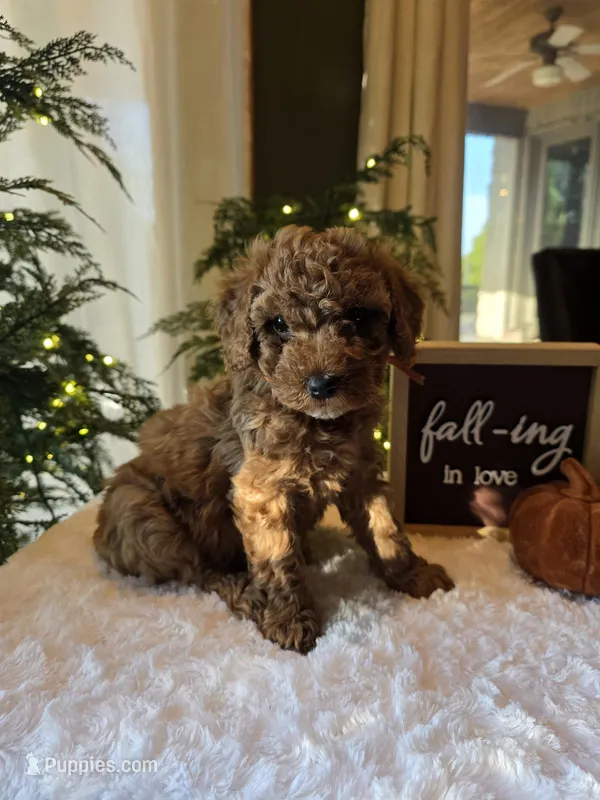 Benny  – Miniature Goldendoodle puppy for sale in Bristol, TN
