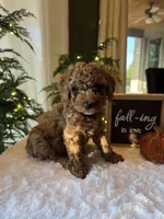 Benny , a male Miniature Goldendoodle for sale in Bristol, TN – 1 of 10