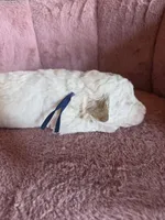 Mickey 🐾Mini , a male Miniature Goldendoodle for sale in Bristol, TN – 8 of 10