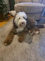 Nash , a male Miniature Bernedoodle for sale in Bristol, TN – 1 of 9