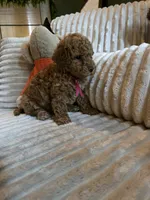 Gracie , a female Miniature Goldendoodle for sale in Bristol, TN – 7 of 10