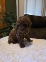 Joey , a male Miniature Goldendoodle for sale in Bristol, TN – 6 of 10
