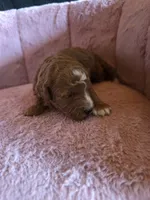 Minnie 🐾 Mini , a female Miniature Goldendoodle for sale in Bristol, TN – 2 of 10