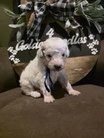 Blue collar , a male Miniature Goldendoodle for sale in Bristol, TN – 2 of 10
