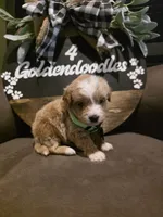 Green collar , a male Miniature Goldendoodle for sale in Bristol, TN – 10 of 10