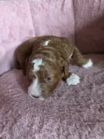 Belle 🐾 Mini , a female Miniature Goldendoodle for sale in Bristol, TN – 8 of 10