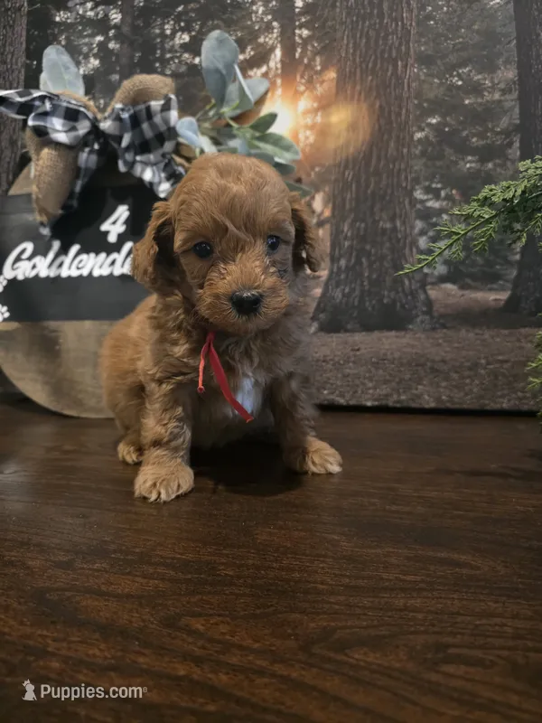 Red collar  – Miniature Goldendoodle puppy for sale in Bristol, TN