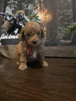 Red collar , a male Miniature Goldendoodle for sale in Bristol, TN – 1 of 10