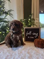 Buddy , a male Miniature Goldendoodle for sale in Bristol, TN – 2 of 10
