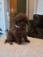Joey , a male Miniature Goldendoodle for sale in Bristol, TN – 3 of 10