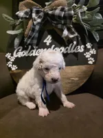 Blue collar , a male Miniature Goldendoodle for sale in Bristol, TN – 8 of 10
