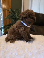 Joey , a male Miniature Goldendoodle for sale in Bristol, TN – 10 of 10