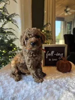 Benny , a male Miniature Goldendoodle for sale in Bristol, TN – 4 of 10