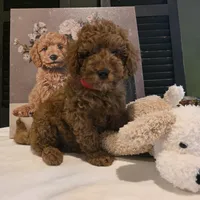 Max, a male Poodle - Miniature  and Miniature Goldendoodle for sale in Bristol, TN – Photo 8 of 10