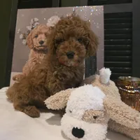 Max, a male Poodle - Miniature  and Miniature Goldendoodle for sale in Bristol, TN – Photo 4 of 10