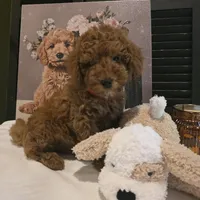 Max, a male Poodle - Miniature  and Miniature Goldendoodle for sale in Bristol, TN – Photo 7 of 10