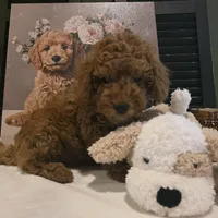 Max, a male Poodle - Miniature  and Miniature Goldendoodle for sale in Bristol, TN – Photo 2 of 10