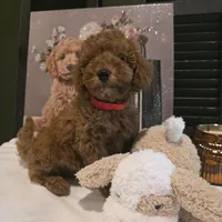Max, a male Poodle - Miniature  and Miniature Goldendoodle for sale in Bristol, TN – Photo 3 of 10