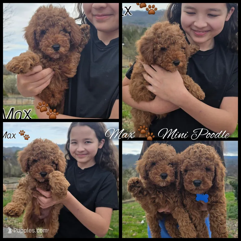 Max – Poodle - Miniature , Miniature Goldendoodle puppy for sale in Bristol, TN