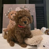 Max, a male Poodle - Miniature  and Miniature Goldendoodle for sale in Bristol, TN – Photo 10 of 10