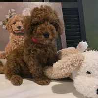 Max, a male Poodle - Miniature  and Miniature Goldendoodle for sale in Bristol, TN – Photo 9 of 10