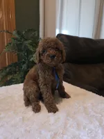 Bentley , a male Miniature Goldendoodle for sale in Bristol, TN – 2 of 10