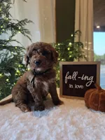 Buddy , a male Miniature Goldendoodle for sale in Bristol, TN – 8 of 10