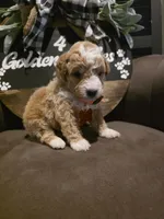 Orange collar , a male Miniature Goldendoodle for sale in Bristol, TN – 9 of 10