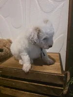 Blue collar micro mini , a male Miniature Goldendoodle for sale in Bristol, TN – 3 of 9