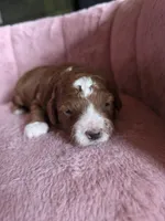 Belle 🐾 Mini , a female Miniature Goldendoodle for sale in Bristol, TN – 5 of 10