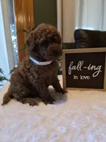 Joey , a male Miniature Goldendoodle for sale in Bristol, TN – 9 of 10