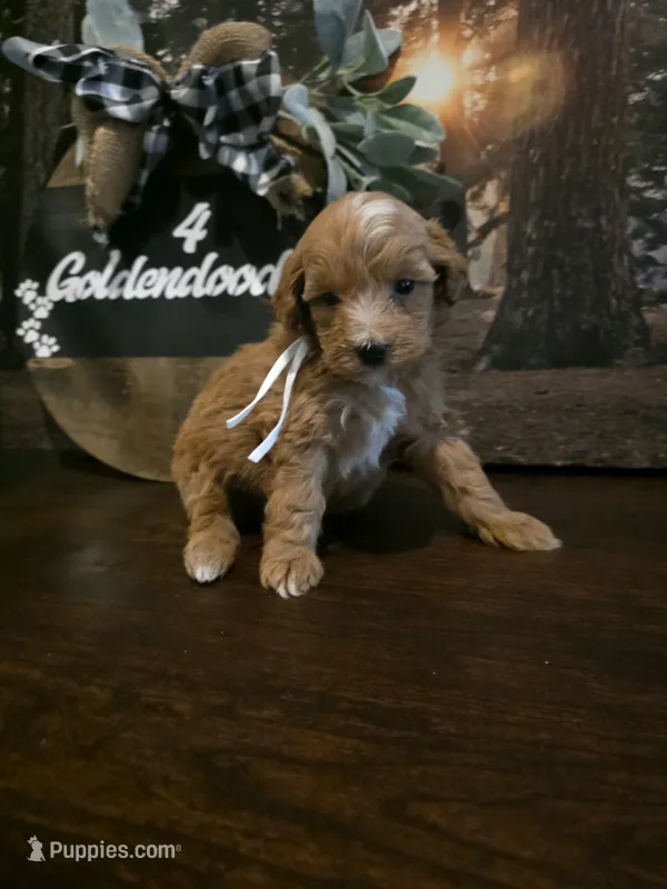 White collar  – Miniature Goldendoodle puppy for sale in Bristol, TN