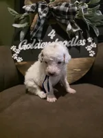 Blue collar , a male Miniature Goldendoodle for sale in Bristol, TN – 9 of 10