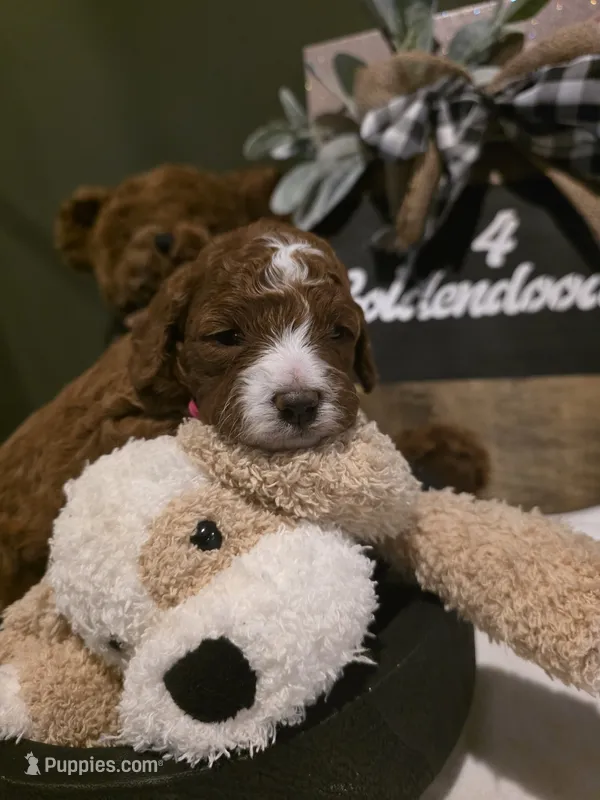 Belle 🐾 Mini  – Miniature Goldendoodle puppy for sale in Bristol, TN