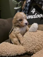 Black collar , a male Miniature Goldendoodle for sale in Bristol, TN – 5 of 10