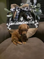 Red collar , a male Miniature Goldendoodle for sale in Bristol, TN – 6 of 10