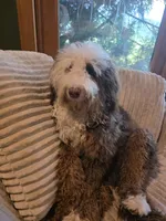 Nash , a male Miniature Bernedoodle for sale in Bristol, TN – 6 of 9
