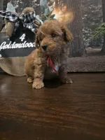 Red collar , a male Miniature Goldendoodle for sale in Bristol, TN – 2 of 10