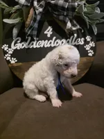 Blue collar , a male Miniature Goldendoodle for sale in Bristol, TN – 3 of 10