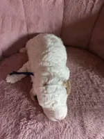 Mickey 🐾Mini , a male Miniature Goldendoodle for sale in Bristol, TN – 4 of 10