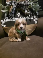 Green collar , a male Miniature Goldendoodle for sale in Bristol, TN – 9 of 10