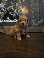 Red collar , a male Miniature Goldendoodle for sale in Bristol, TN – 7 of 10
