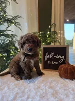 Buddy , a male Miniature Goldendoodle for sale in Bristol, TN – 4 of 10