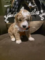Orange collar , a male Miniature Goldendoodle for sale in Bristol, TN – 7 of 10