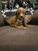 White collar , a male Miniature Goldendoodle for sale in Bristol, TN – 2 of 10