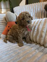 Cooper , a female Miniature Goldendoodle for sale in Bristol, TN – 7 of 10