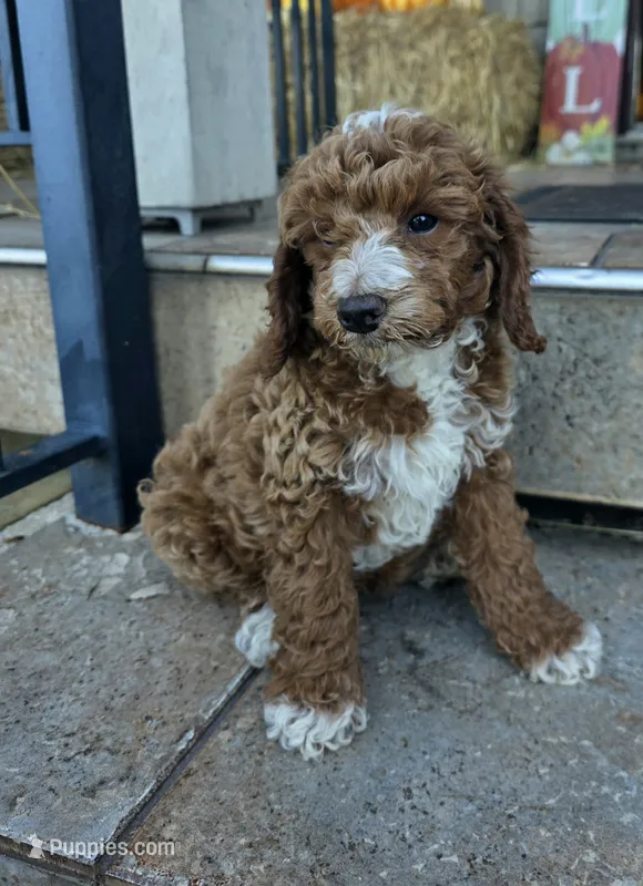 Tux  – Poodle - Miniature  puppy for sale in Bristol, TN