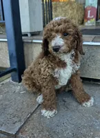Tux , a male Poodle - Miniature  for sale in Bristol, TN – 1 of 7