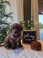 Buddy , a male Miniature Goldendoodle for sale in Bristol, TN – 7 of 10